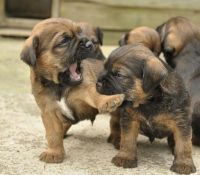 Border Terrier Puppies for sale in Florida, NY, USA. price: NA