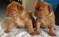 Border Terrier Puppies for sale in Maryland Rd, Willow Grove, PA 19090, USA. price: NA