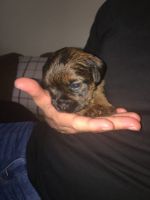 Border Terrier Puppies for sale in New York, NY, USA. price: NA