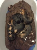 Border Terrier Puppies for sale in Texarkana, TX, USA. price: NA