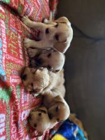 Border Terrier Puppies for sale in San Jose, CA, USA. price: NA