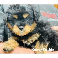 Bordoodle Puppies for sale in Russellville, AR, USA. price: NA