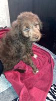 Bordoodle Puppies for sale in Layton, UT, USA. price: NA