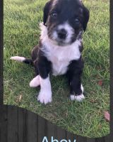 Bordoodle Puppies for sale in Pell City, AL, USA. price: NA
