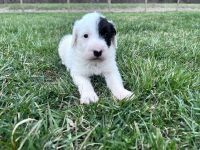 Bordoodle Puppies for sale in White Sulphur Springs, WV 24986, USA. price: NA