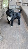 Bordoodle Puppies for sale in Spencerville, IN 46788, USA. price: NA