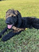 Bordoodle Puppies for sale in Paris, TN 38242, USA. price: NA