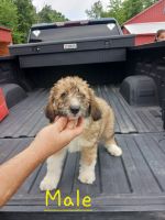 Bordoodle Puppies for sale in Pierpont, OH 44082, USA. price: NA