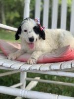Bordoodle Puppies for sale in Vienna, MO 65582, USA. price: NA