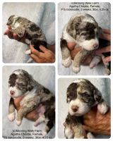 Bordoodle Puppies for sale in Excelsior Springs, MO 64024, USA. price: NA