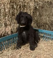 Bordoodle Puppies for sale in Middletown, PA 17057, USA. price: NA