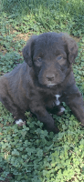 Bordoodle Puppies for sale in New London, NC 28127, USA. price: NA