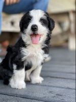Bordoodle Puppies for sale in 12400 Miles Rd, Atascosa, TX 78002, USA. price: NA