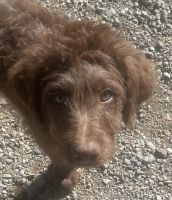 Bordoodle Puppies for sale in Corning, CA 96021, USA. price: NA