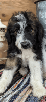 Bordoodle Puppies for sale in Pierceton, IN 46562, USA. price: $500