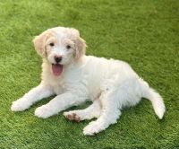 Bordoodle Puppies for sale in Allen, TX, USA. price: $1,000