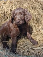 Bordoodle Puppies for sale in Lake City, Florida. price: $750