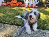 Bordoodle Puppies for sale in Myrtle Beach, South Carolina. price: $650