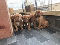 Bordoodle Puppies Photos