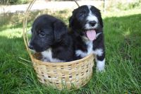 Bordoodle Puppies Photos