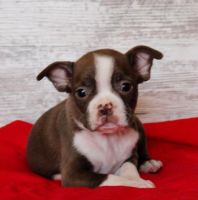 Boston Terrier Puppies for sale in Las Vegas, NV 89128, USA. price: NA