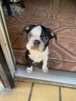 Boston Terrier Puppies for sale in Glendale, CA, USA. price: NA