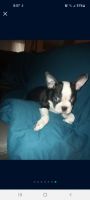 Boston Terrier Puppies for sale in Las Vegas, NV, USA. price: NA