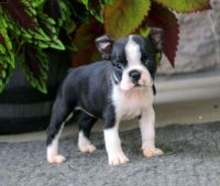 Boston Terrier Puppies for sale in Beulah, CO 81023, USA. price: NA