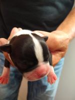 Boston Terrier Puppies for sale in Joplin, MO, USA. price: NA