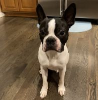Boston Terrier Puppies for sale in Shawnee, KS, USA. price: NA