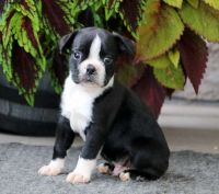 Boston Terrier Puppies for sale in Marysville, WA 98270, USA. price: NA