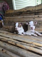 Boston Terrier Puppies for sale in Cave City, KY 42127, USA. price: NA