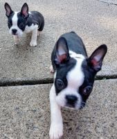 Boston Terrier Puppies for sale in Warren, MI, USA. price: NA