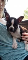 Boston Terrier Puppies for sale in Hudson, NH 03051, USA. price: NA