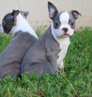 Boston Terrier Puppies for sale in Texas City, TX, USA. price: NA