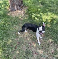 Boston Terrier Puppies for sale in Salt Lake City, UT, USA. price: NA