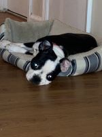 Boston Terrier Puppies for sale in Lower Paxton Township, PA 17109, USA. price: NA