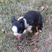 Boston Terrier Puppies for sale in Cabot, AR, USA. price: NA