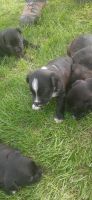 Boston Terrier Puppies for sale in Orwell, OH 44076, USA. price: NA