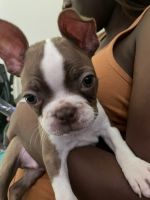 Boston Terrier Puppies for sale in 88 Roosevelt Ave, Carteret, NJ 07008, USA. price: NA