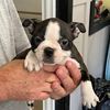 Boston Terrier Puppies for sale in Milford, PA 18337, USA. price: NA