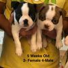 Boston Terrier Puppies for sale in Houston, TX 77092, USA. price: NA