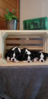 Boston Terrier Puppies for sale in LOS ANGLS AFB, CA 90009, USA. price: NA