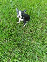 Boston Terrier Puppies for sale in Cabot, AR, USA. price: NA