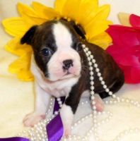 Boston Terrier Puppies for sale in Texas City, TX, USA. price: NA