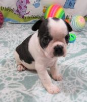 Boston Terrier Puppies for sale in Olympia, WA, USA. price: NA