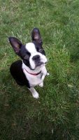 Boston Terrier Puppies for sale in Roseburg, OR, USA. price: NA