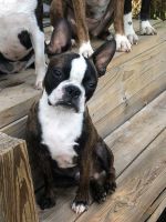 Boston Terrier Puppies for sale in Lynchburg, VA, USA. price: NA