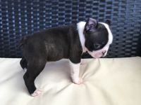Boston Terrier Puppies for sale in Los Angeles, CA, USA. price: NA