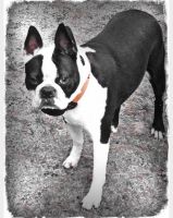 Boston Terrier Puppies for sale in Sebewaing, MI 48759, USA. price: NA
